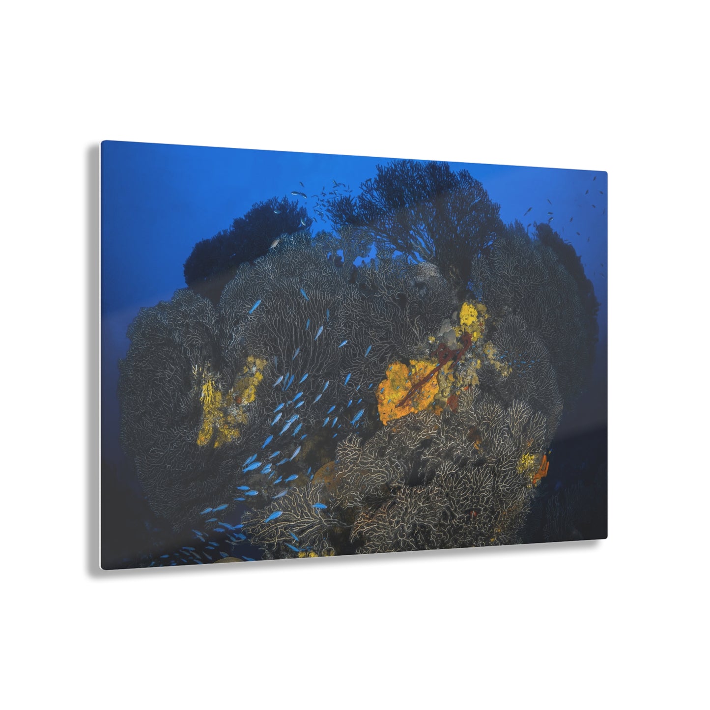 Acrylic Wall Art - Schooling Fish Flow Across a Massive Coral Head