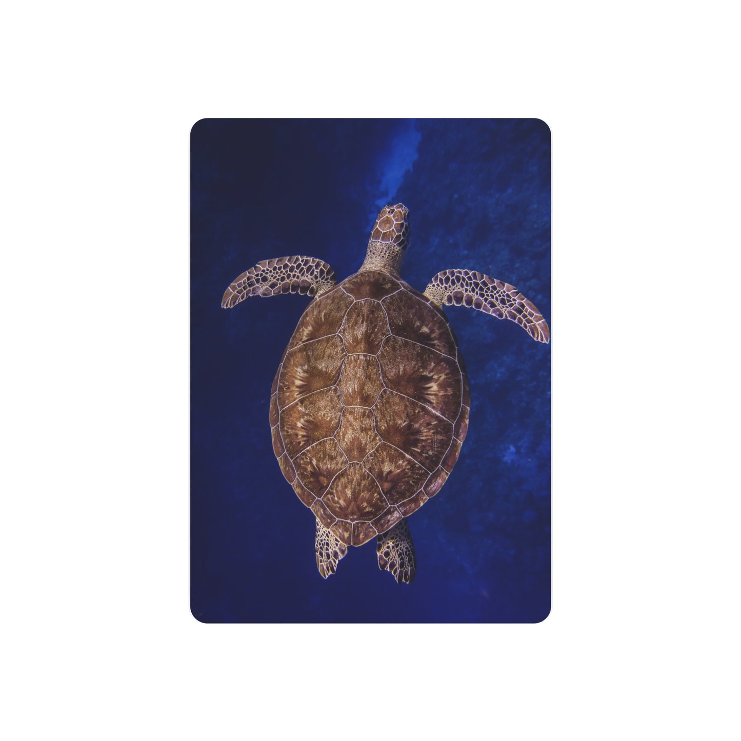 "Shiny Shell" Metal Print