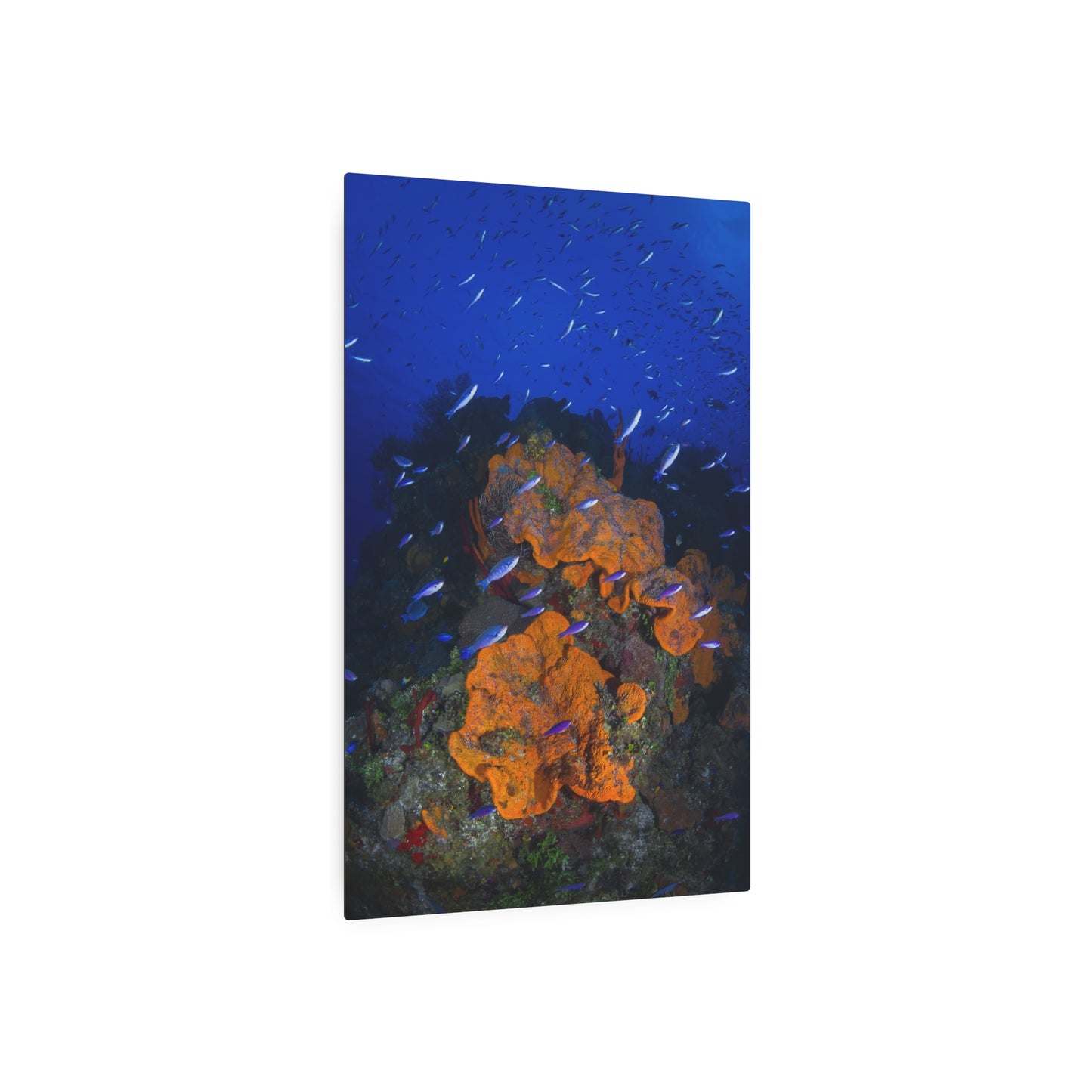 "Colorful Coral" - Metal Print