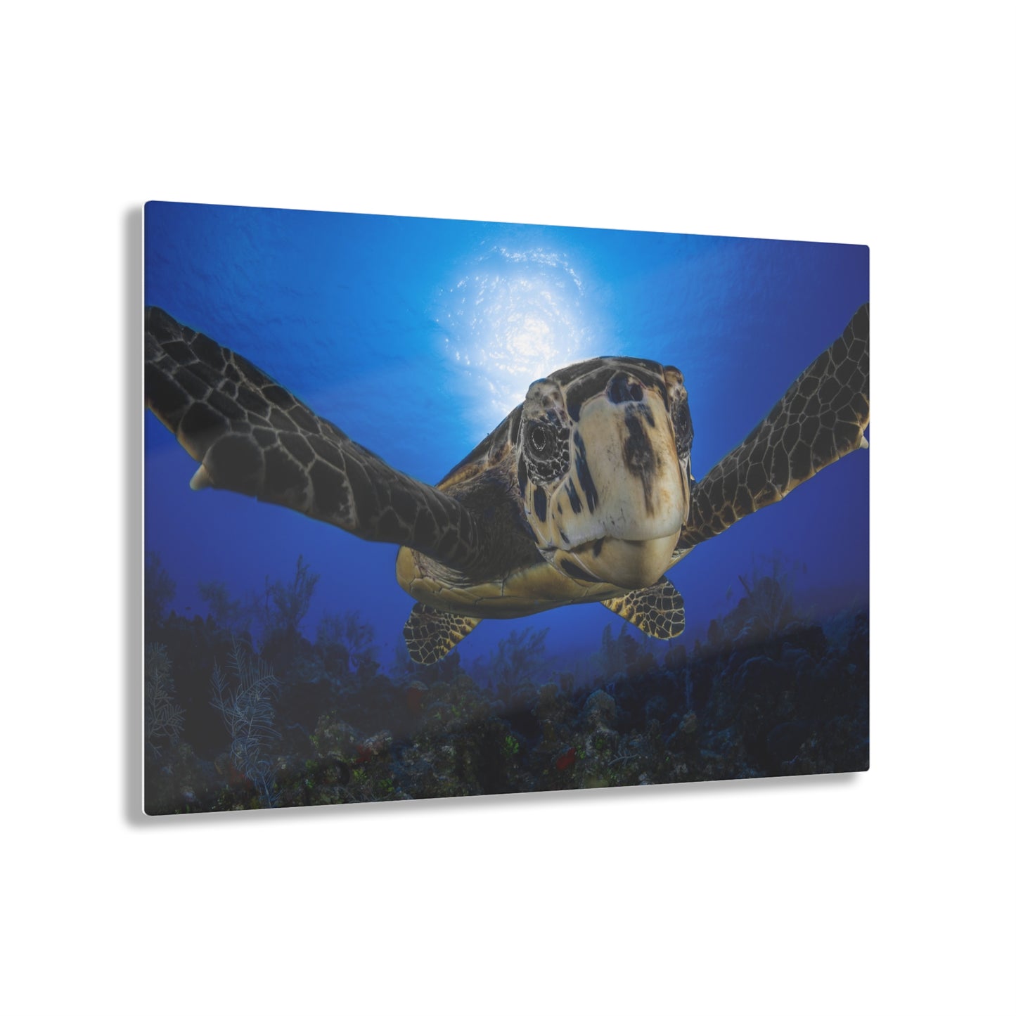 Acrylic Wall Art - Hawksbill Turtle Close Up Grand Cayman