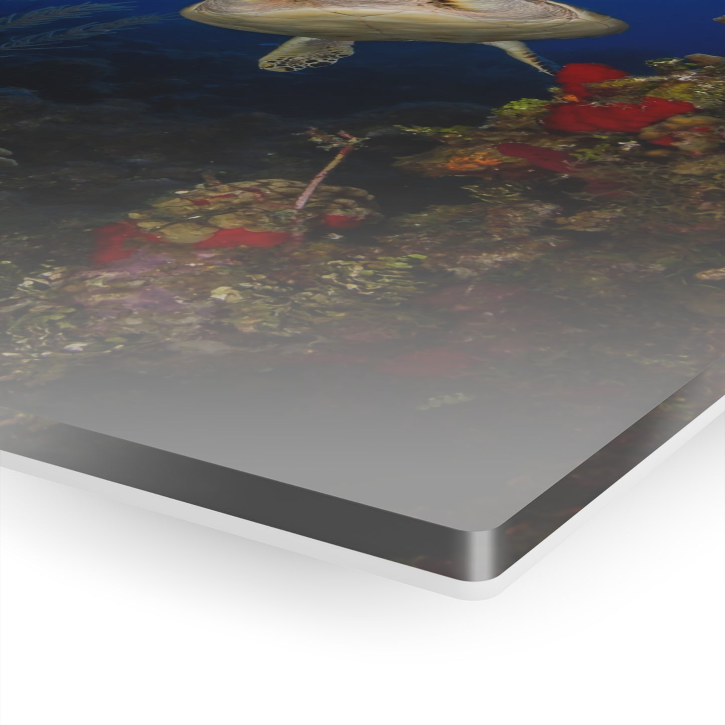Acrylic Wall Art - Hawksbill Turtle Swims Along The Coral Reef With Ample Sunshine Above - Grand Cayman