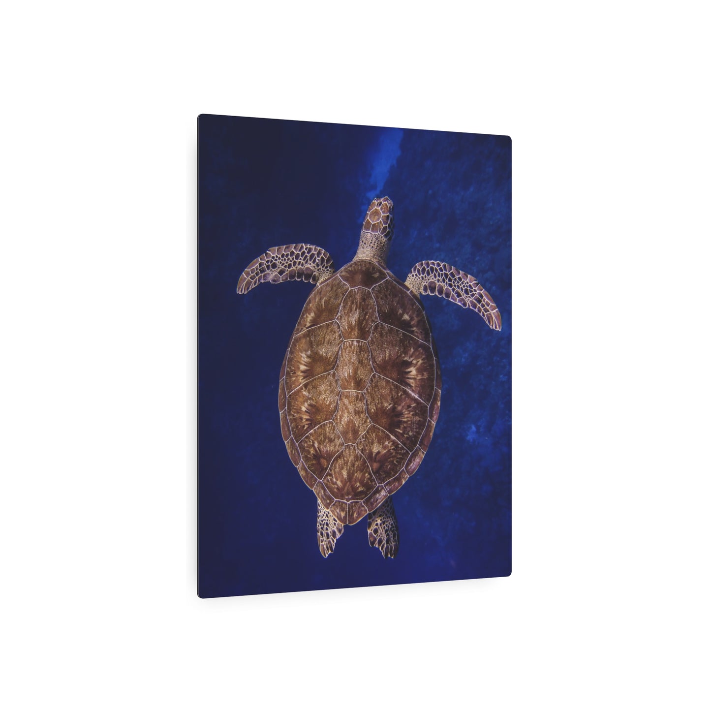 "Shiny Shell" Metal Print