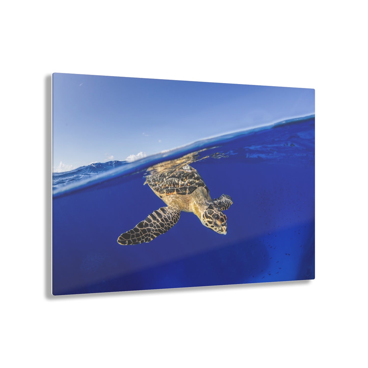 Acrylic Wall Art - Hawksbill Turtle Dive Grand Cayman