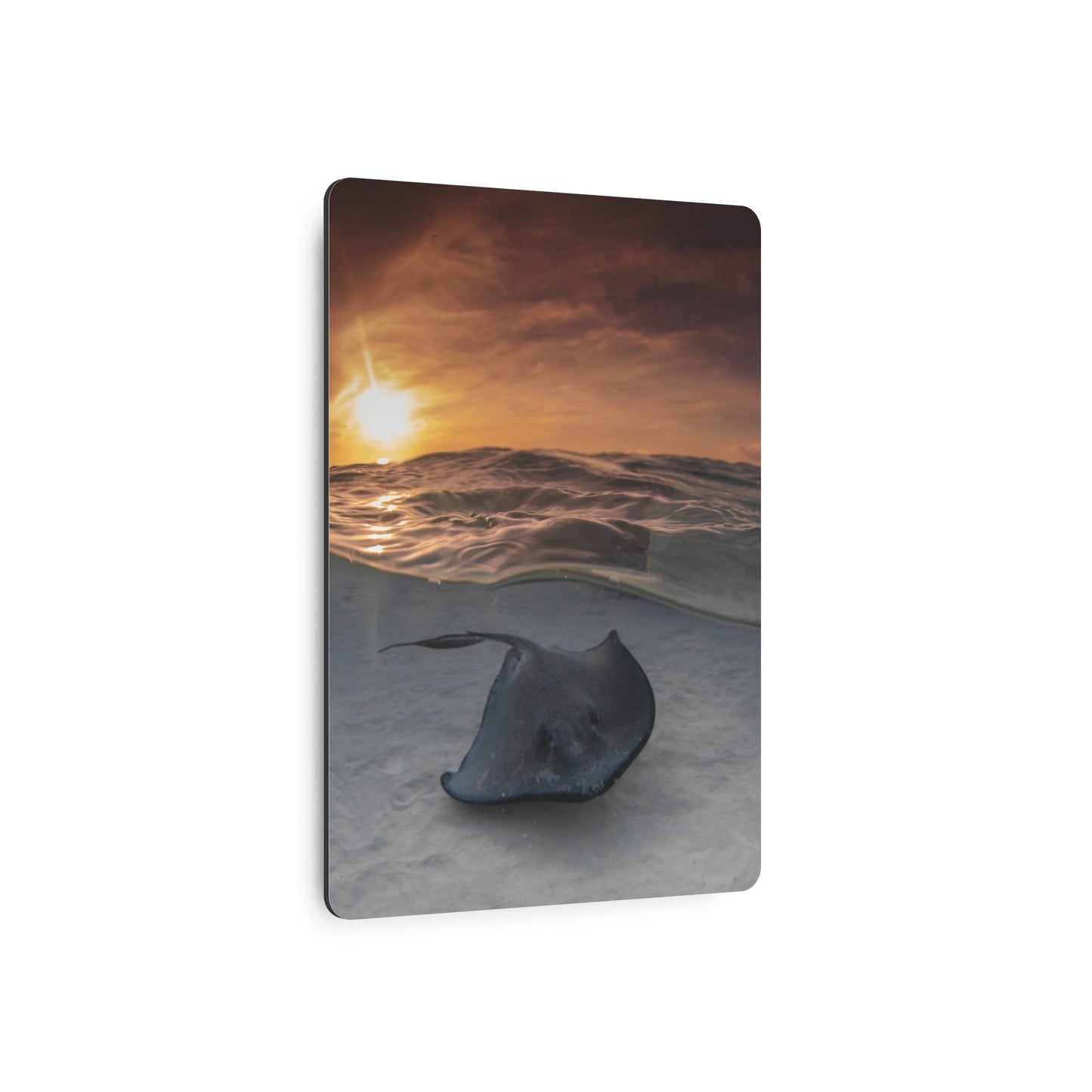 "Stingray Swims" Metal Print