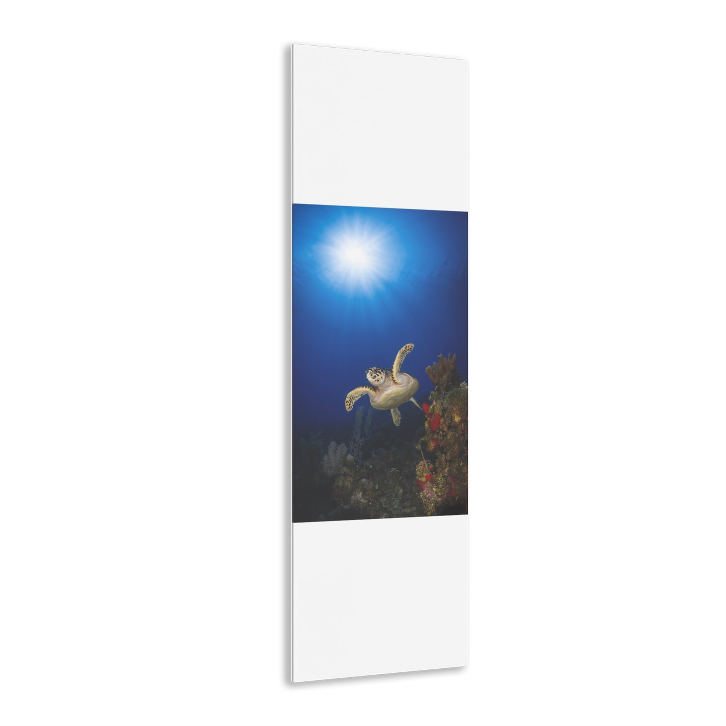 Acrylic Wall Art - Hawksbill Turtle Swims Along The Coral Reef With Ample Sunshine Above - Grand Cayman
