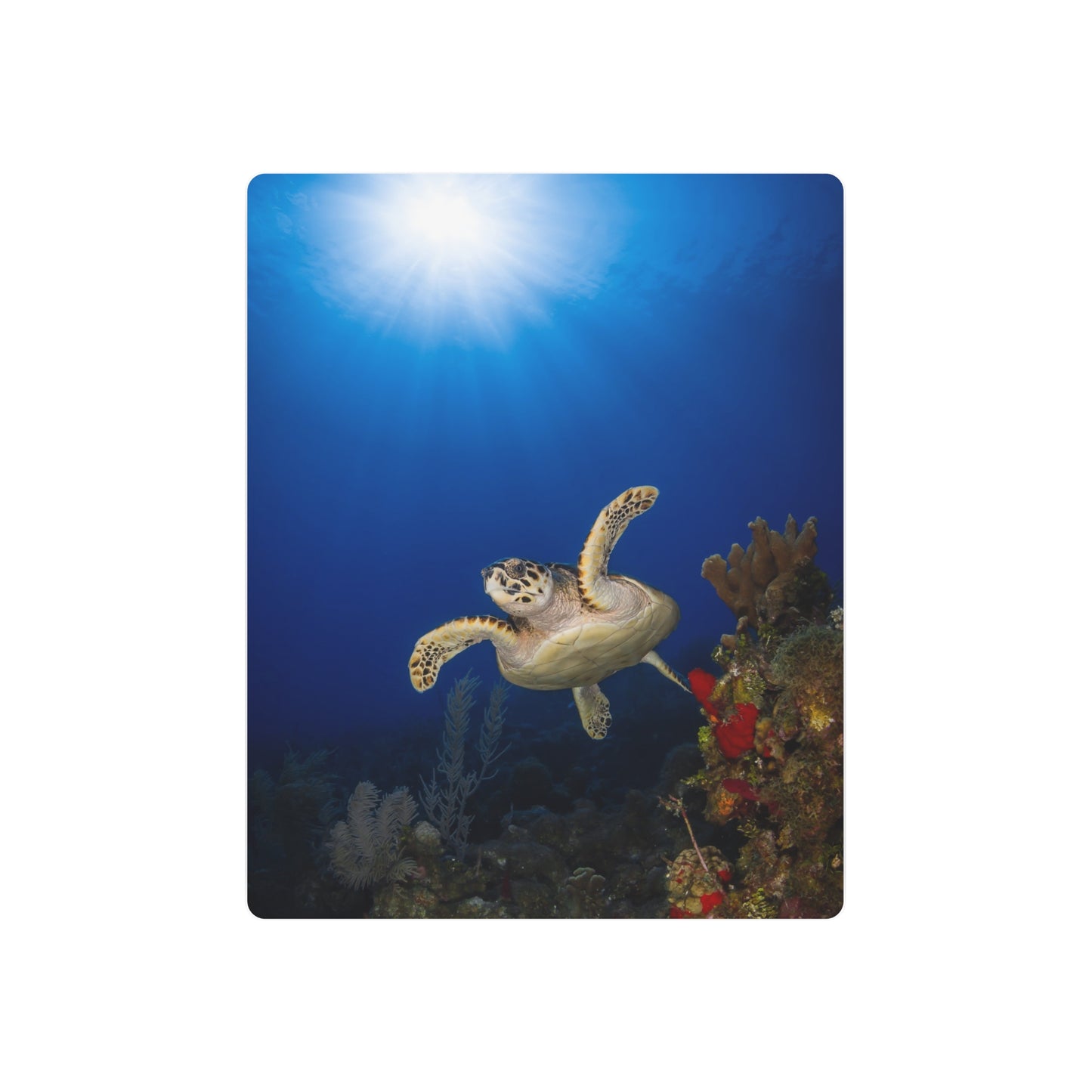 "Sunshine Above" Metal Print