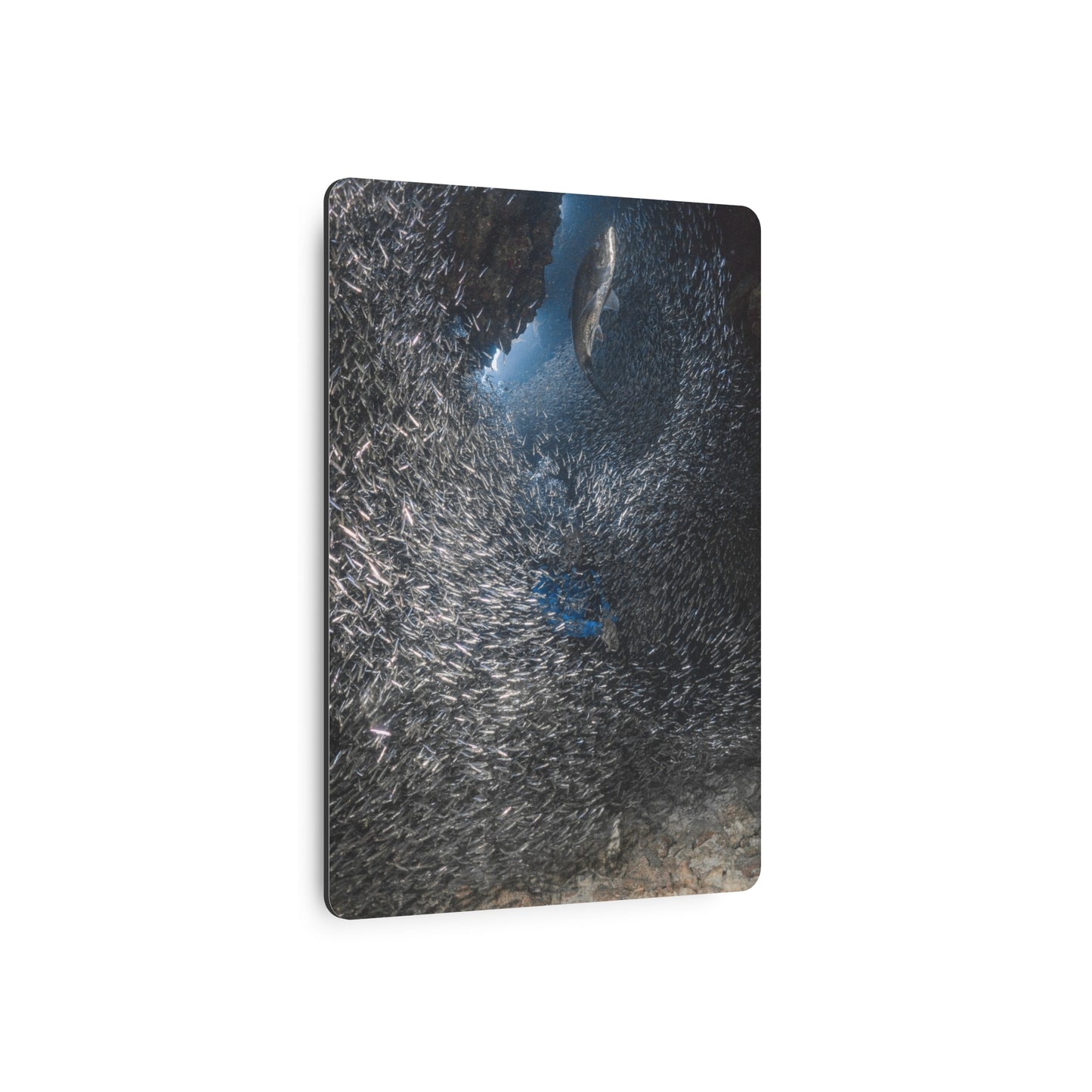 "Feeding" Metal Print