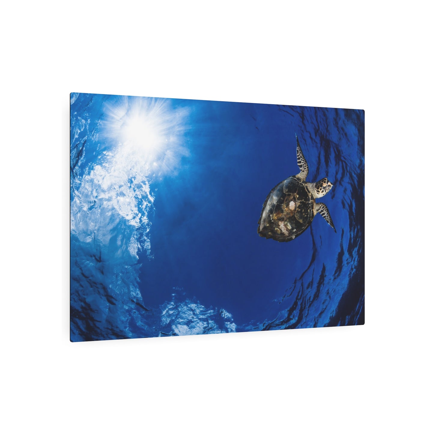 "Turtle In The Sky" Metal Print