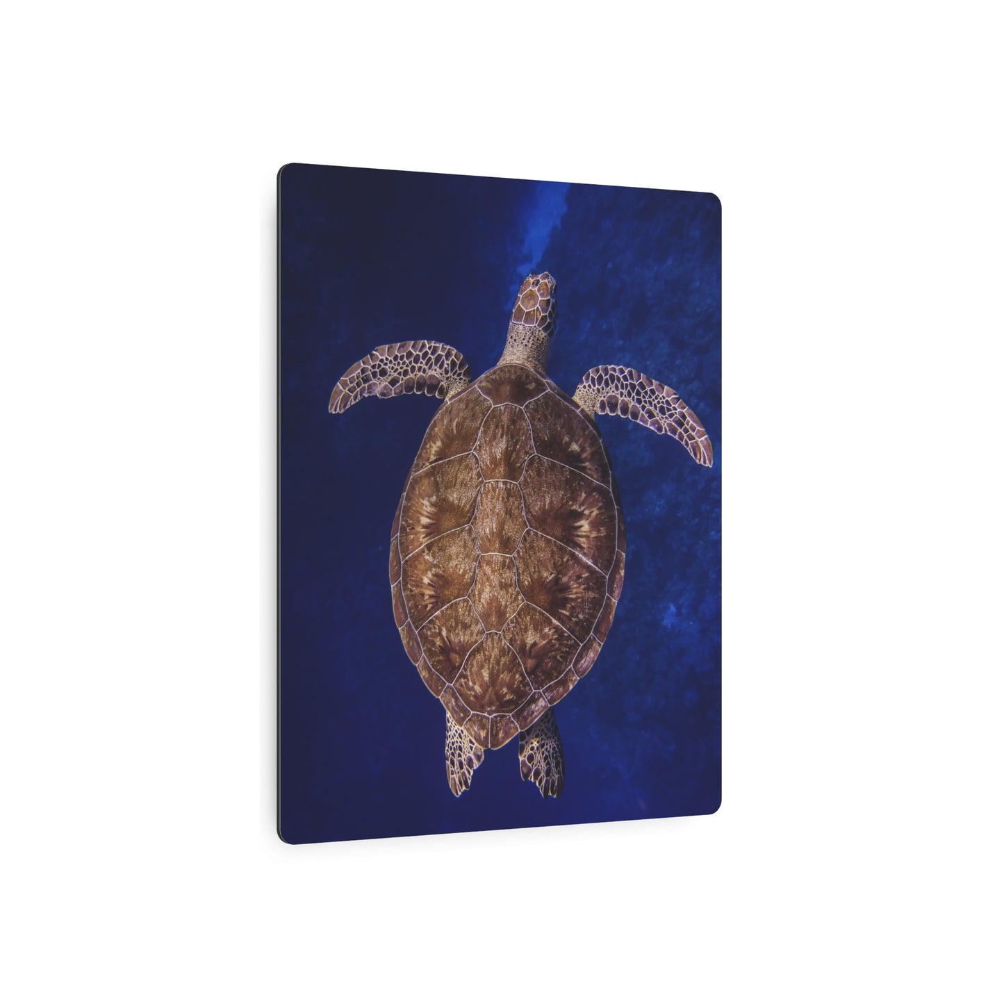 "Shiny Shell" Metal Print