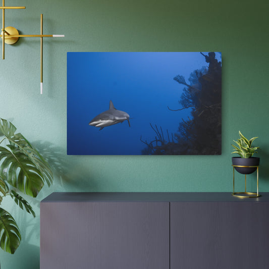 "Reef Shark Cruiser" Metal Print