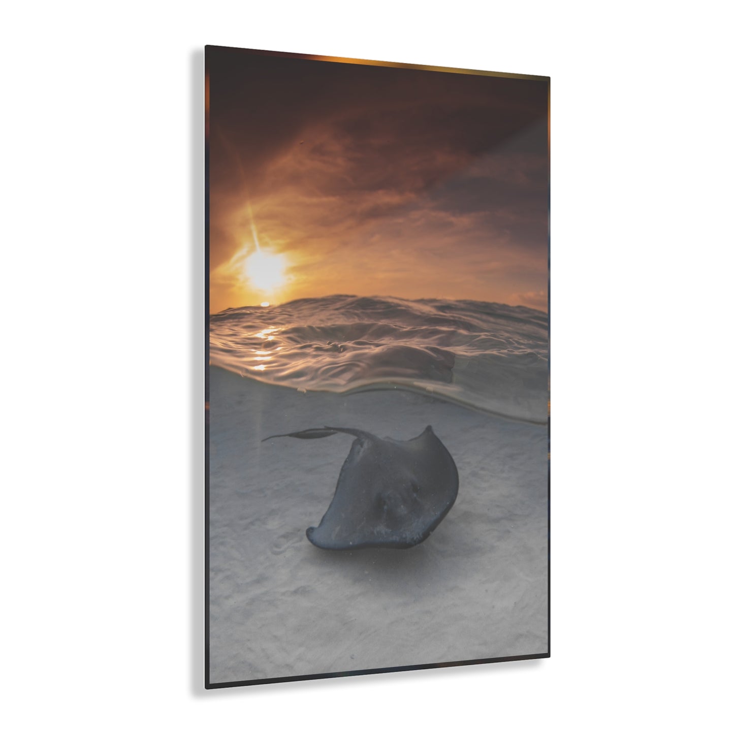 Acrylic Wall Art - A Stingray Swims Along The Sand At Sunrise - Grand Cayman