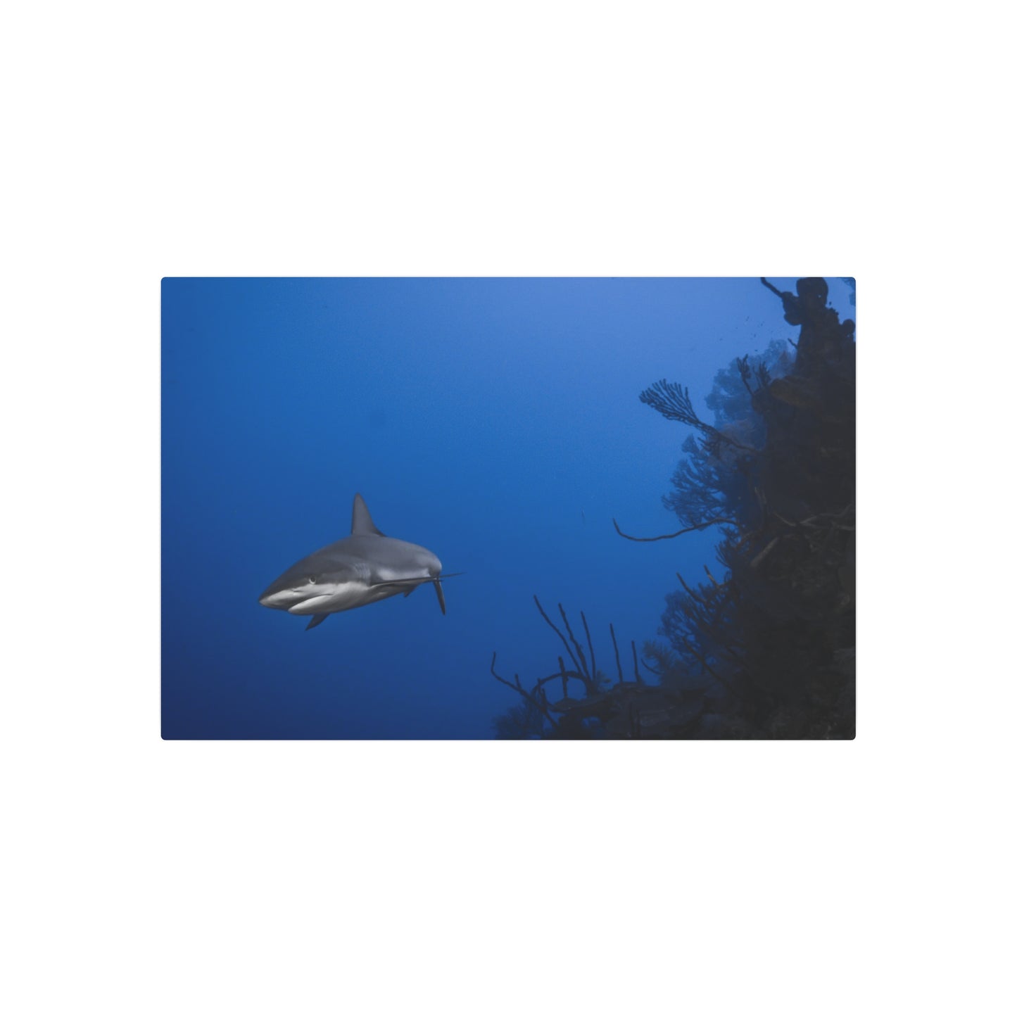 "Reef Shark Cruiser" Metal Print