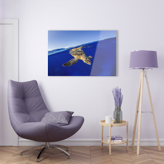 Acrylic Wall Art - Hawksbill Turtle Dive Grand Cayman