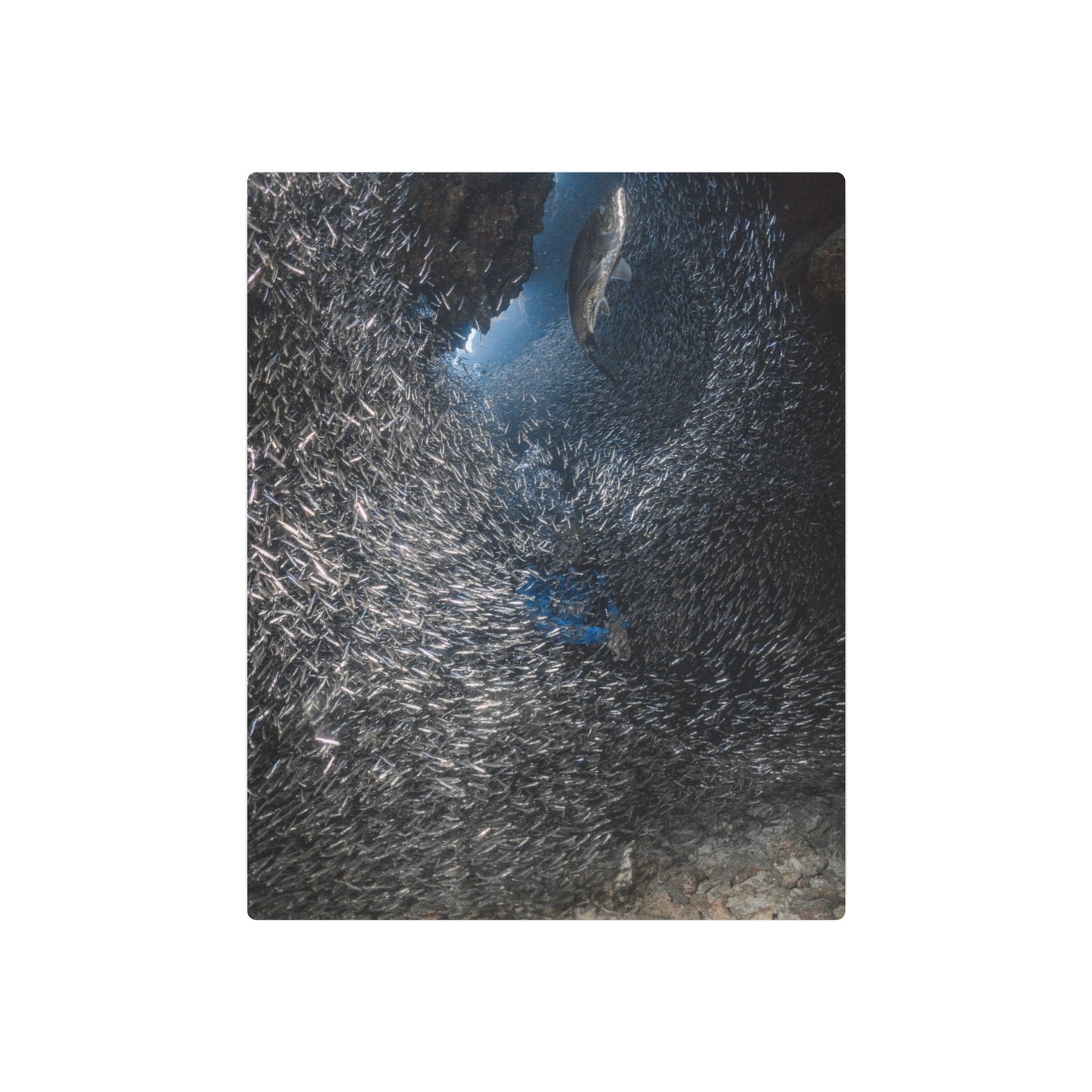 "Feeding" Metal Print