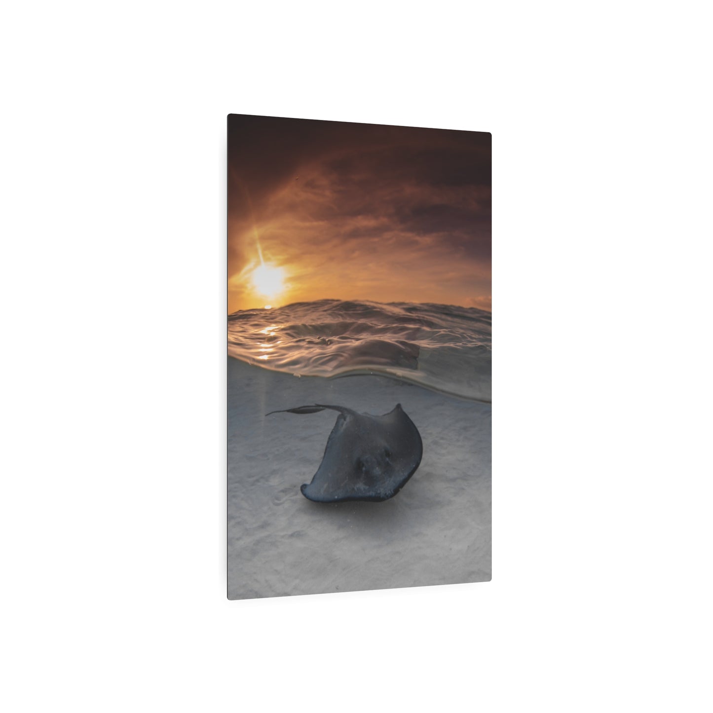 "Stingray Swims" Metal Print