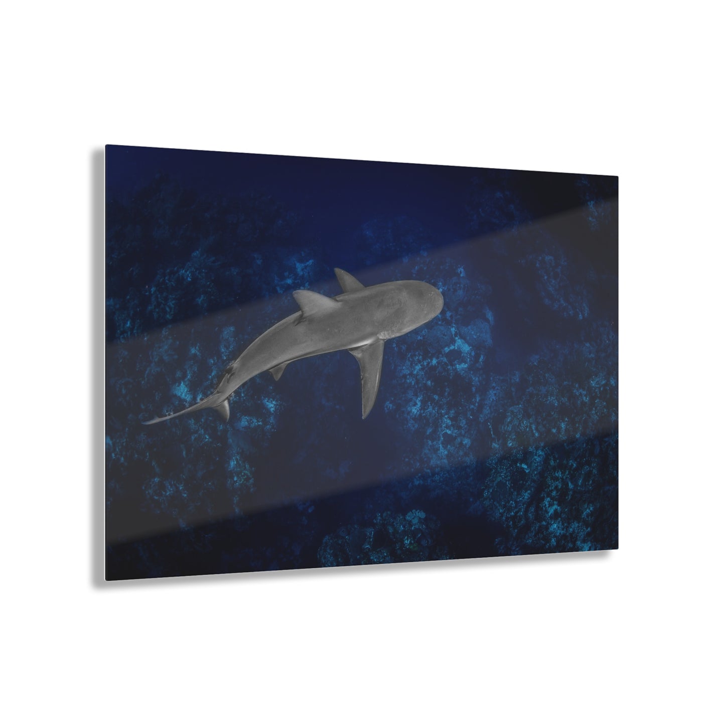 Acrylic Wall Art - Caribbean Reef Shark Cruises The Edge - Grand Cayman