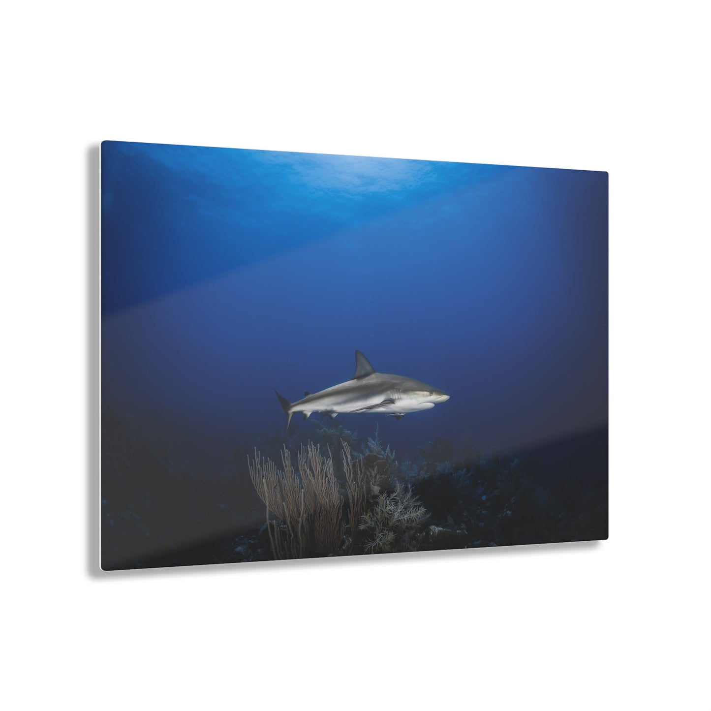 Acrylic Wall Art - Caribbean Reef Shark Encounter While Scuba Diving - Grand Cayman 1
