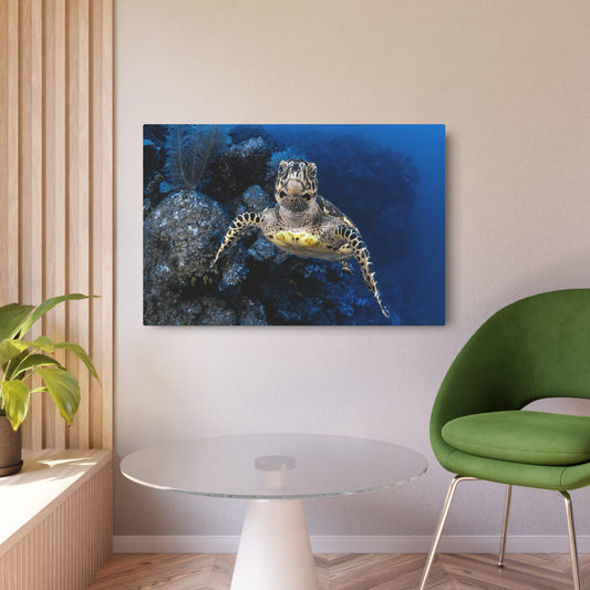 "Turtle Drop-off"  Metal Print