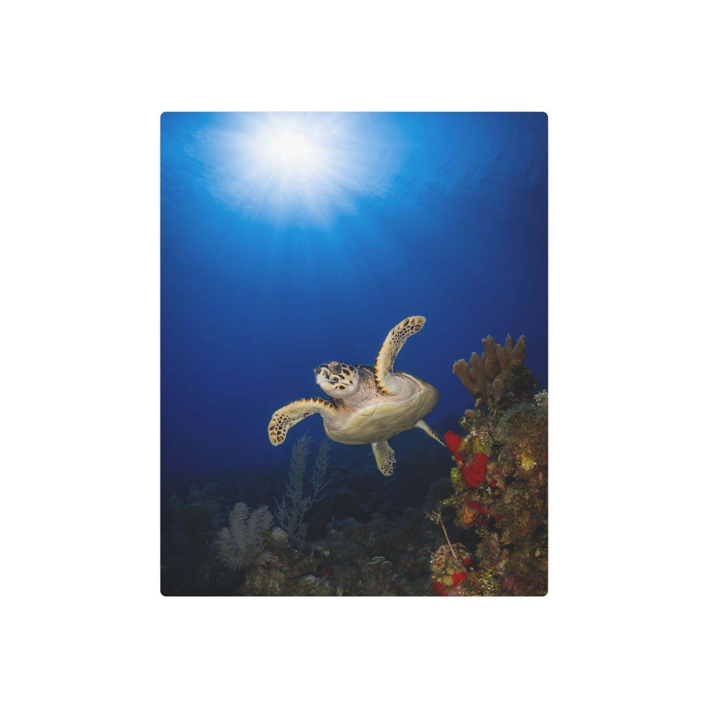 "Sunshine Above" Metal Print