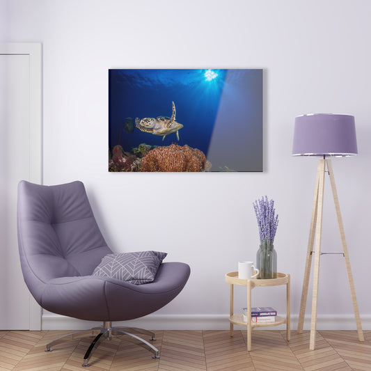 Acrylic Wall Art - Hawksbill Turtle Poses Above The Reef