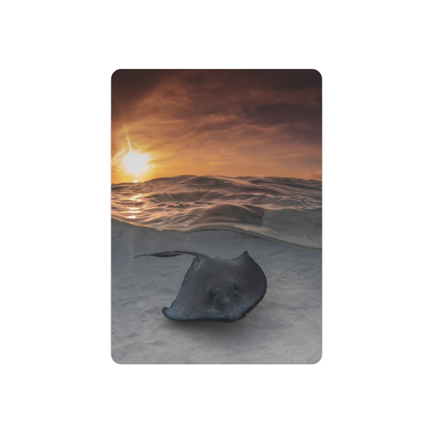 "Stingray Swims" Metal Print