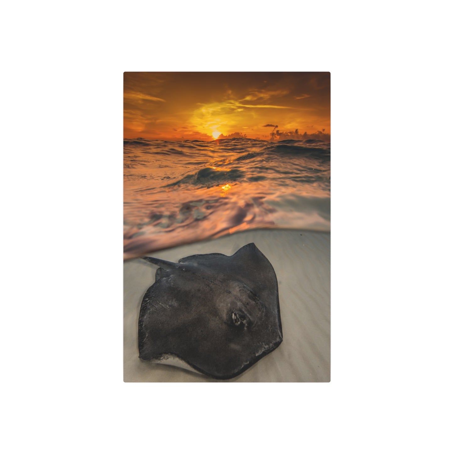 Metal Wall Art - Southern Atlantic Stingray At Sunrise - Grand Cayman