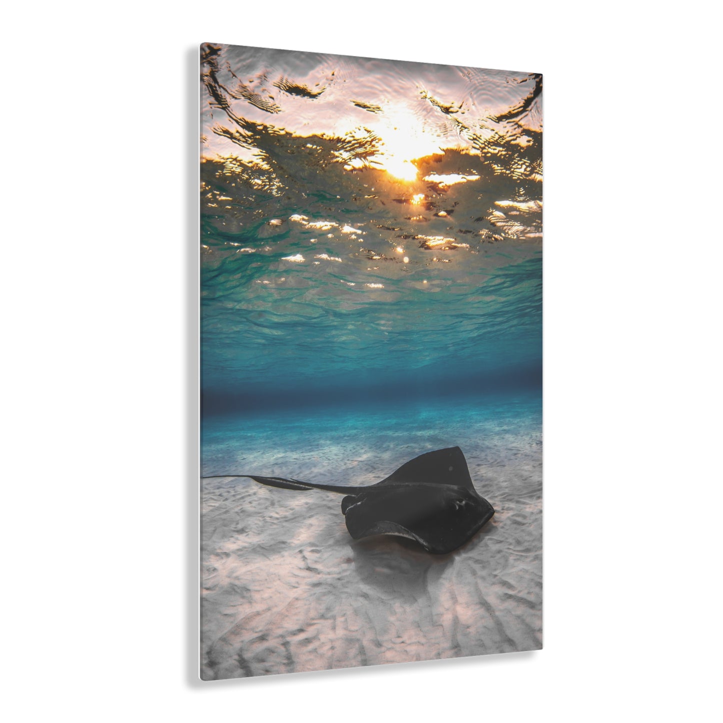 Acrylic Wall Art - A Southern Atlantic Stingray Swimming A Sunrise - Grand Cayman