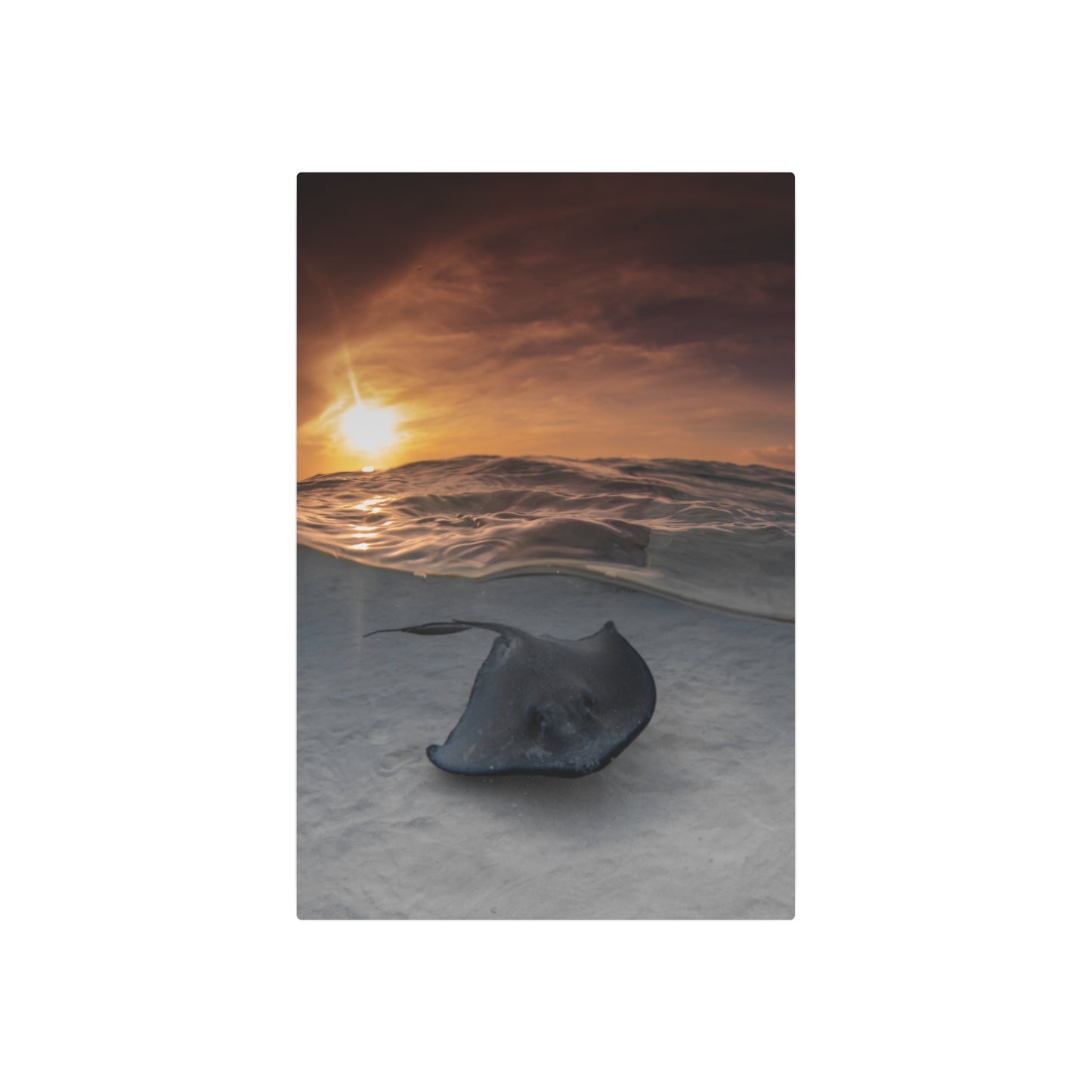 "Stingray Swims" Metal Print
