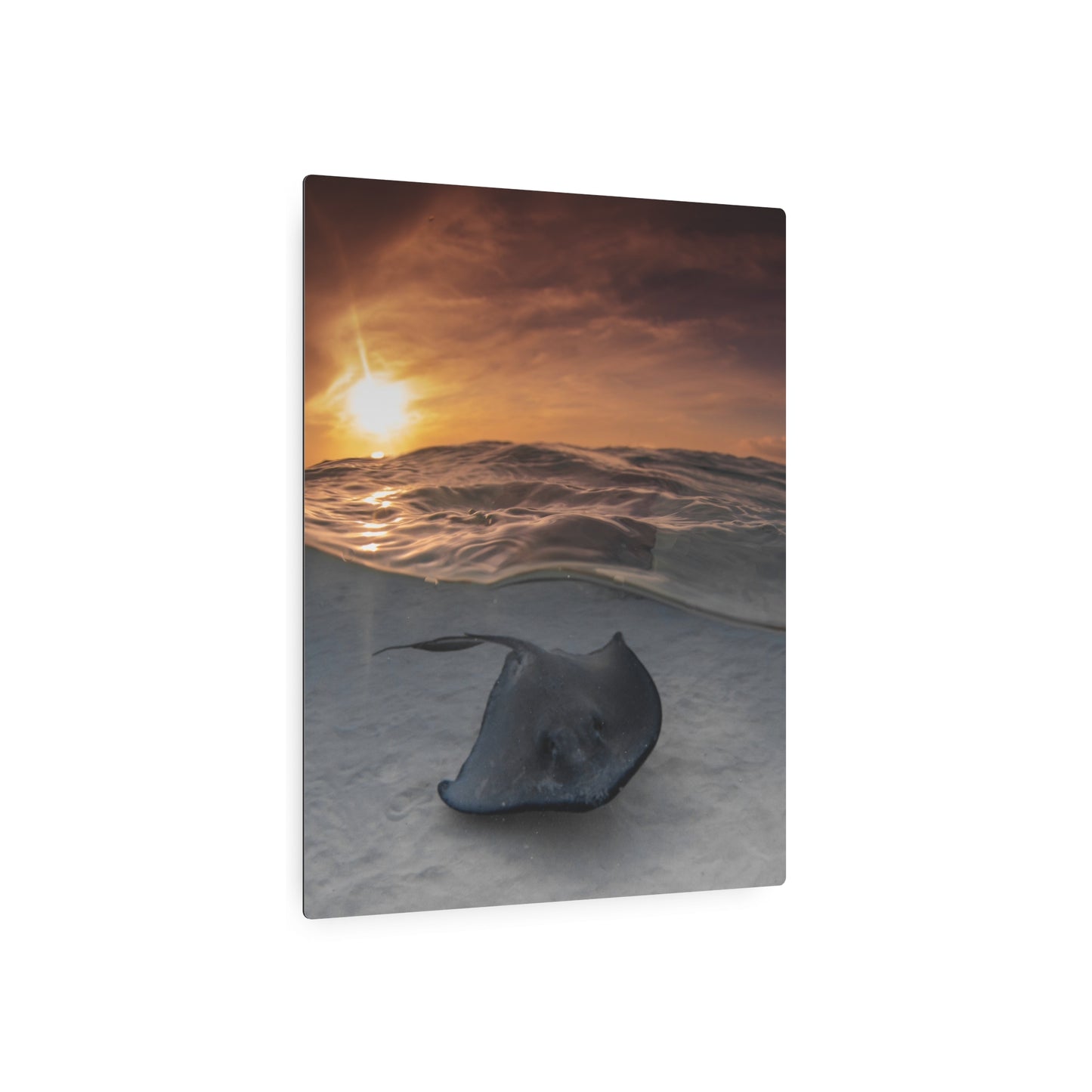 "Stingray Swims" Metal Print