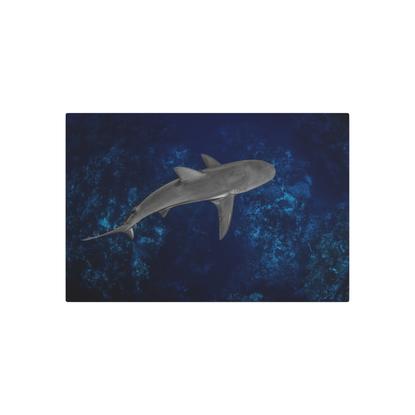 "Caribbean Reef" Metal Print