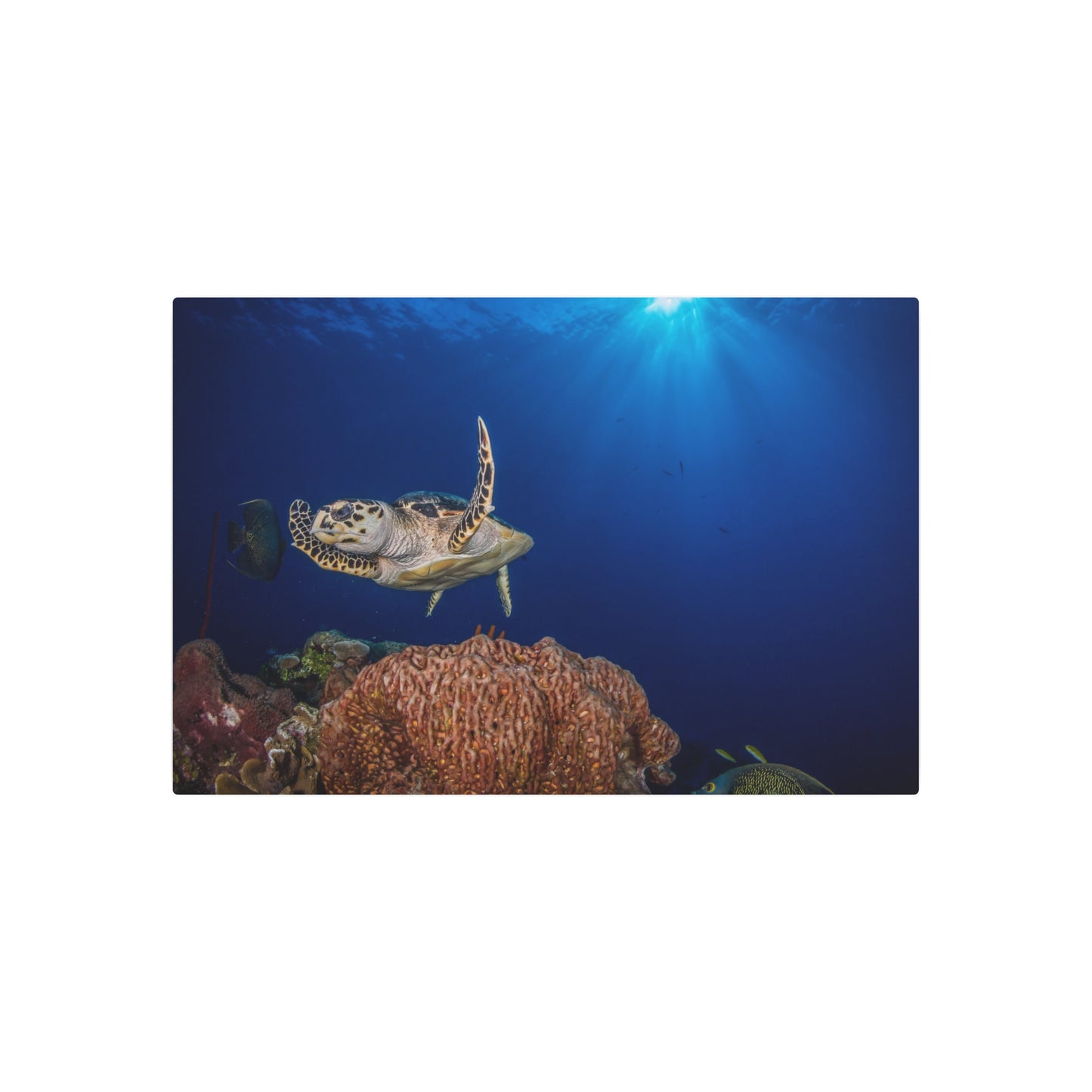"Hawksbill Turtle Poses Above The Reef" - Metal Print