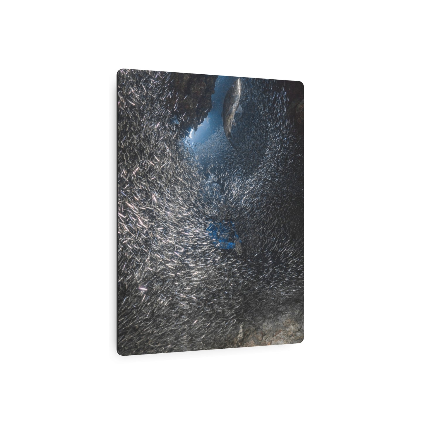 "Feeding" Metal Print