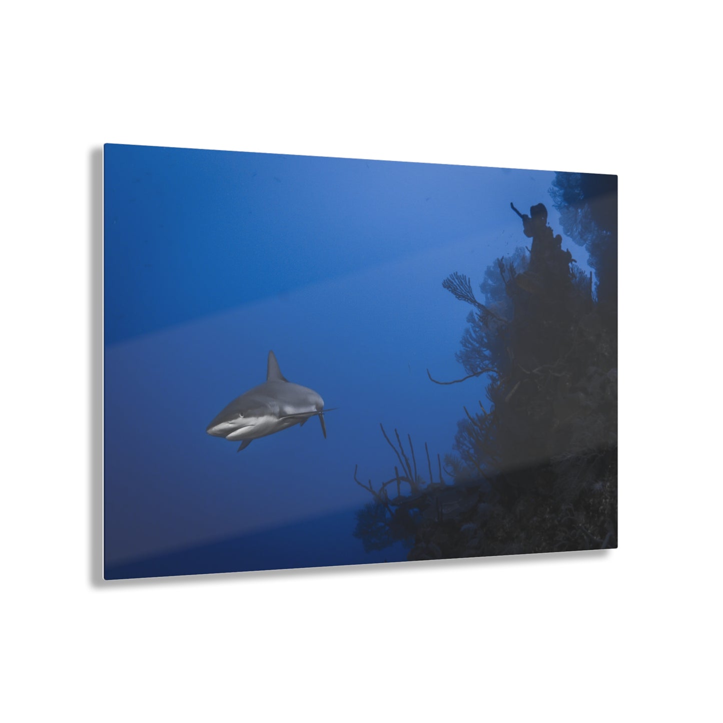 Acrylic Wall Art - Reef Shark Cruises the North Wall - Grand Cayman