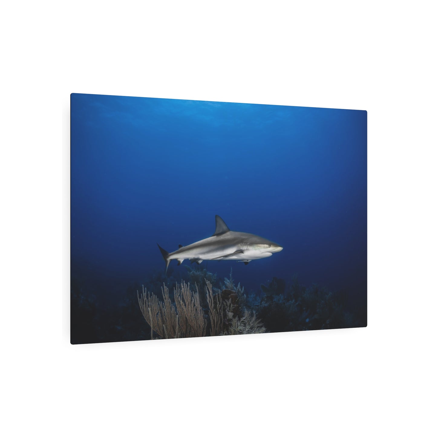 "Shark Center" Metal Print