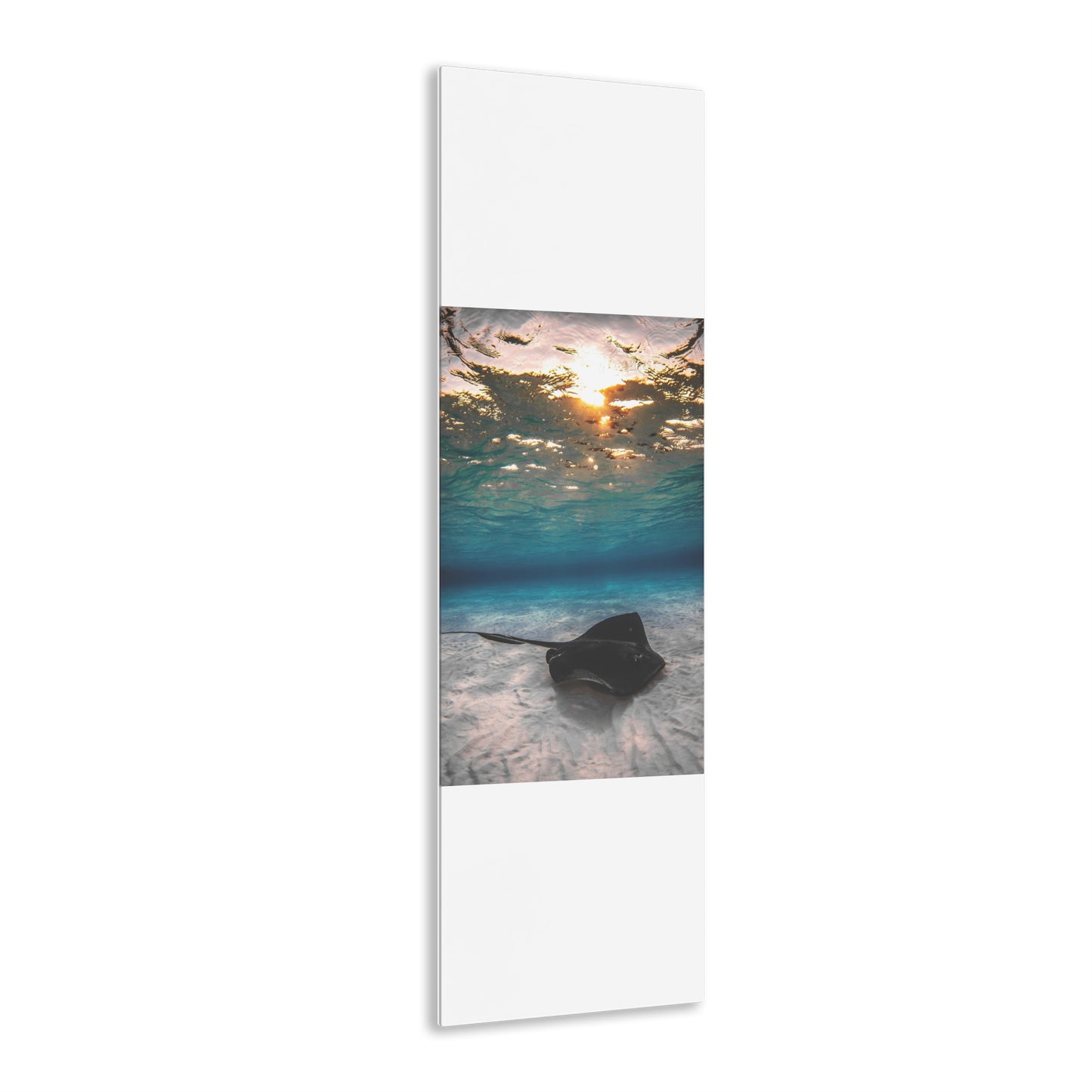 Acrylic Wall Art - A Southern Atlantic Stingray Swimming A Sunrise - Grand Cayman