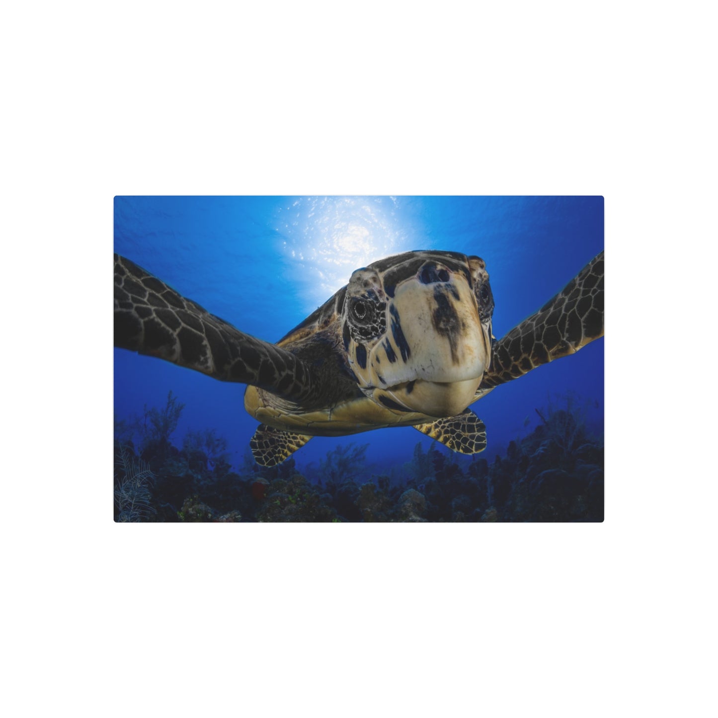 "Turtle Hug" Metal Print