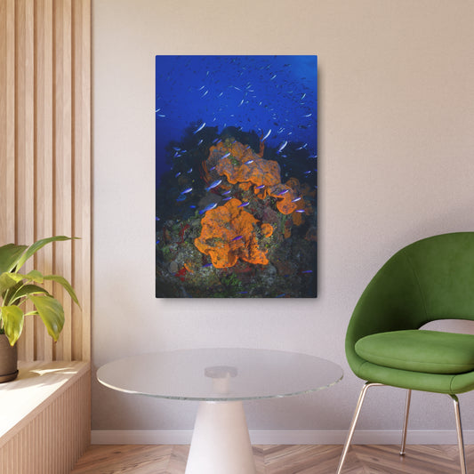 "Colorful Coral" - Metal Print