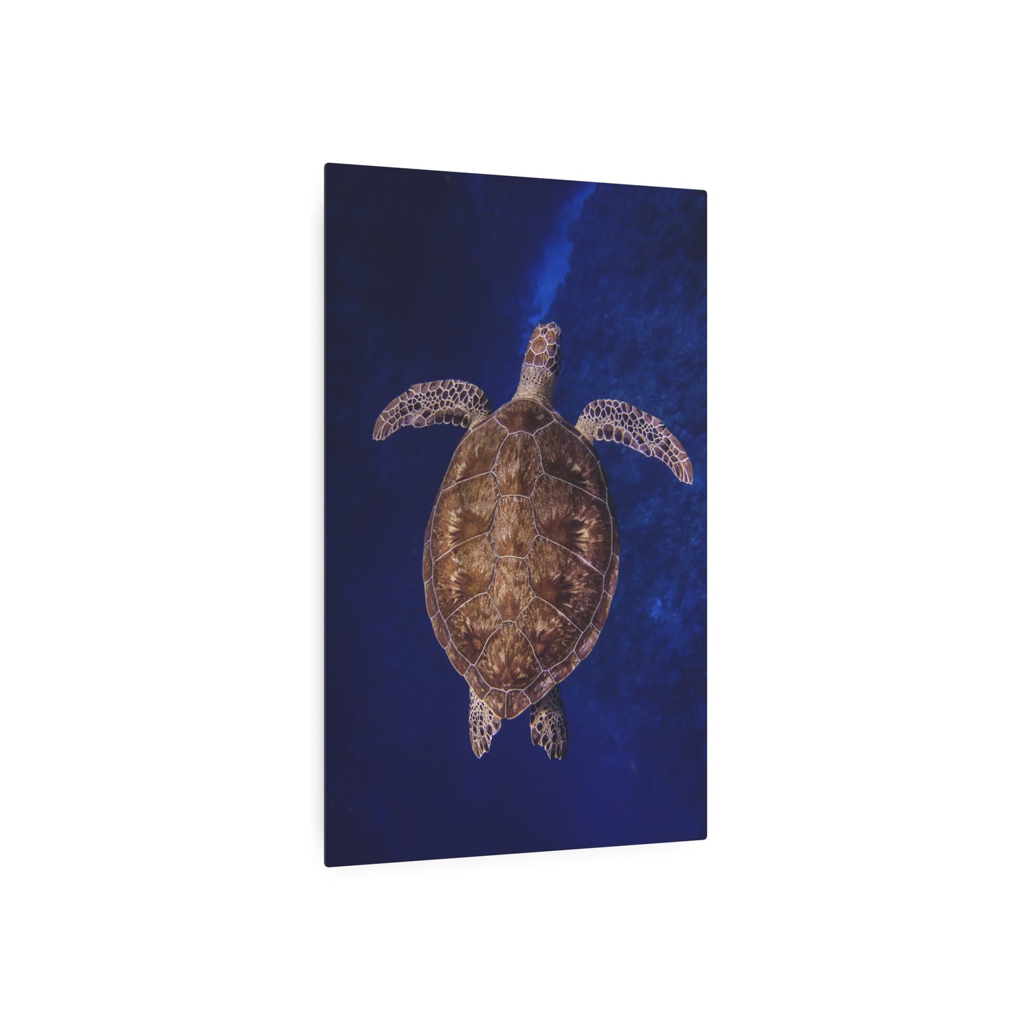 "Shiny Shell" Metal Print