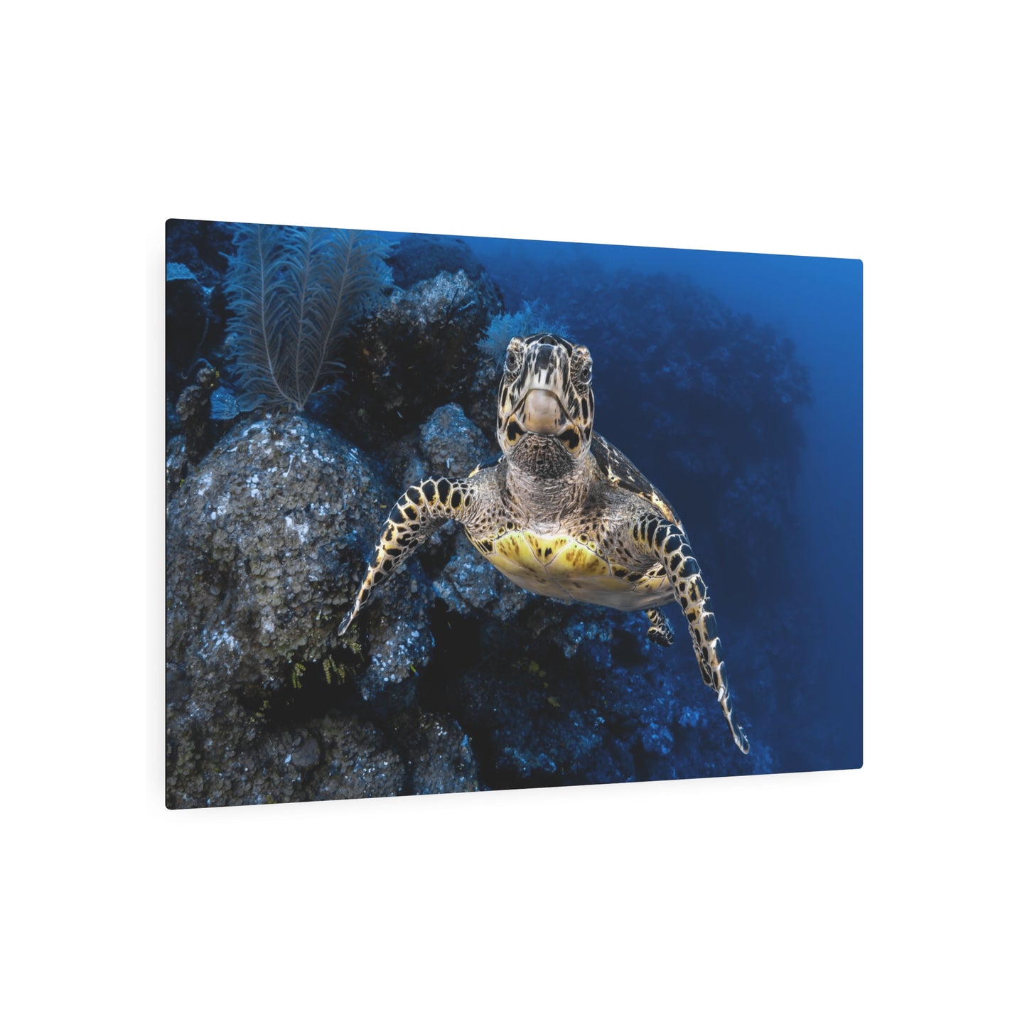 "Turtle Drop-off"  Metal Print
