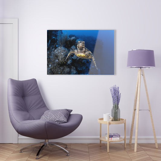 Acrylic Wall Art - Hawksbill Turtle Swims Along The Drop-off - Grand Cayman