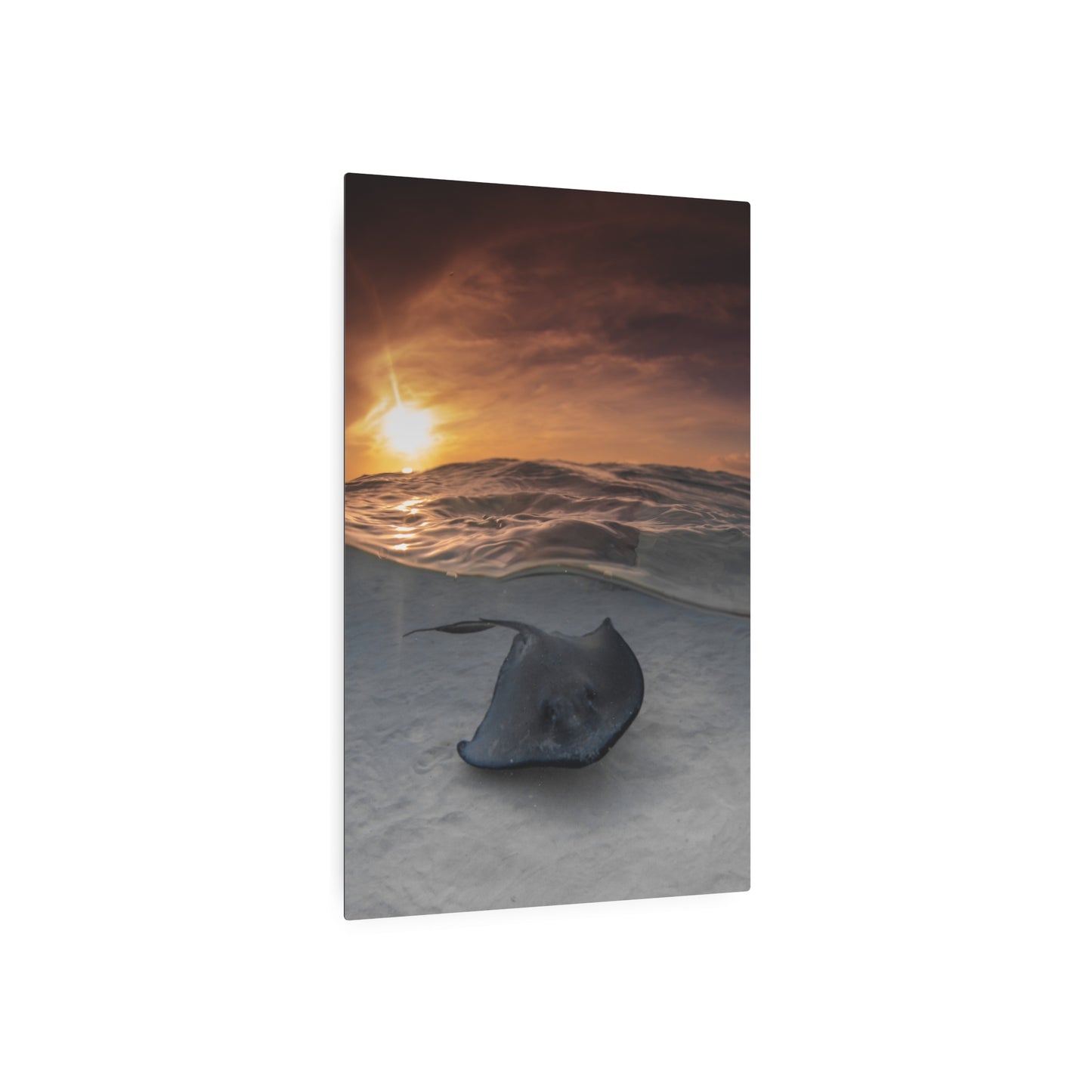 "Stingray Swims" Metal Print