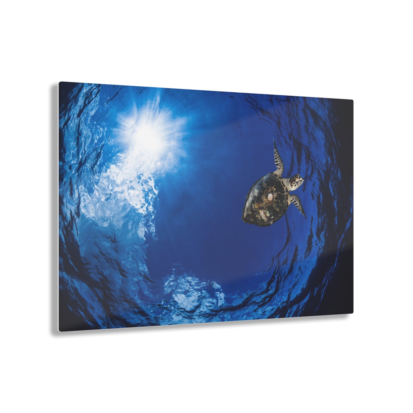 Acrylic Wall Art - Hawksbill Turtle In The Sky Blue Ocean - Grand Cayman