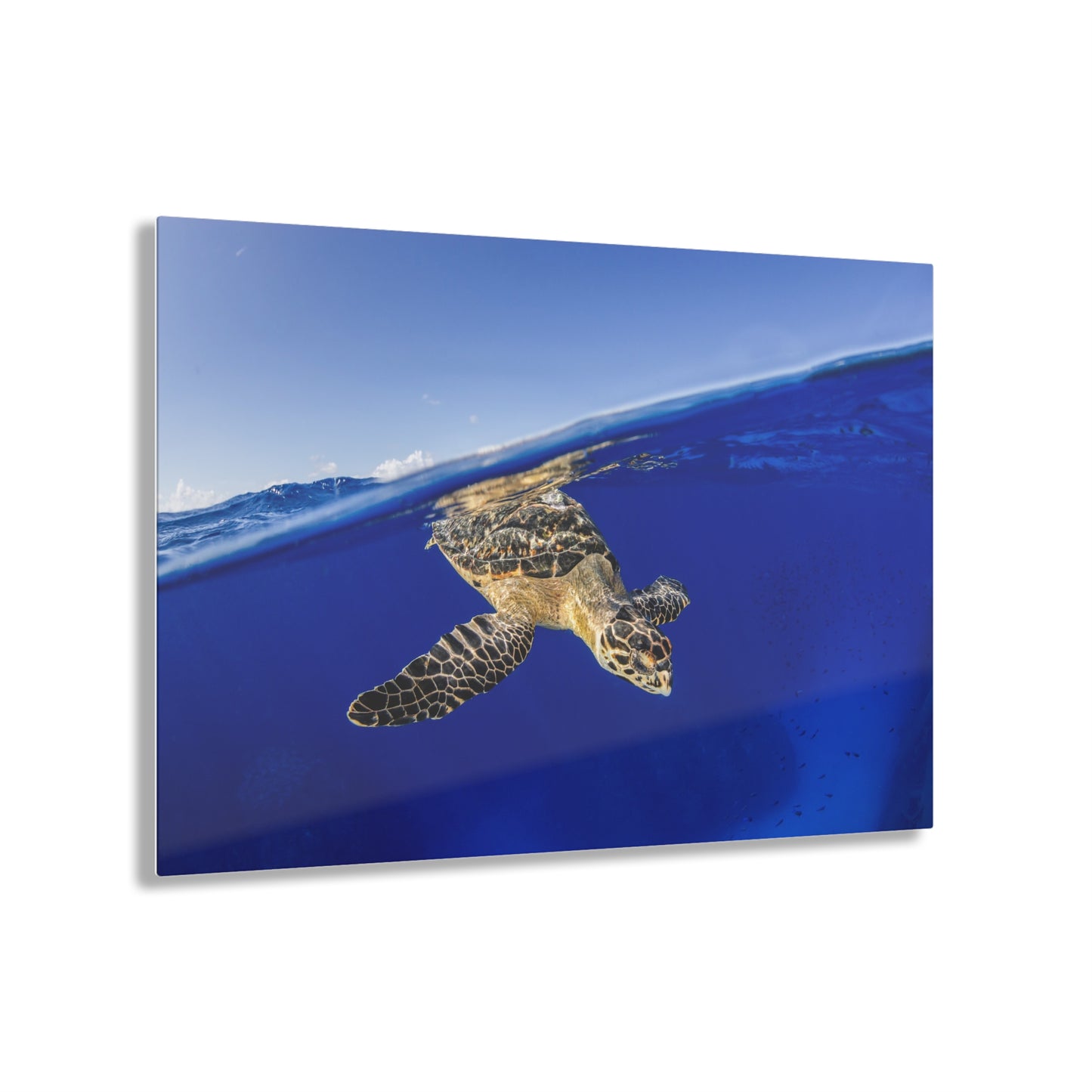 Acrylic Wall Art - Hawksbill Turtle Dive Grand Cayman