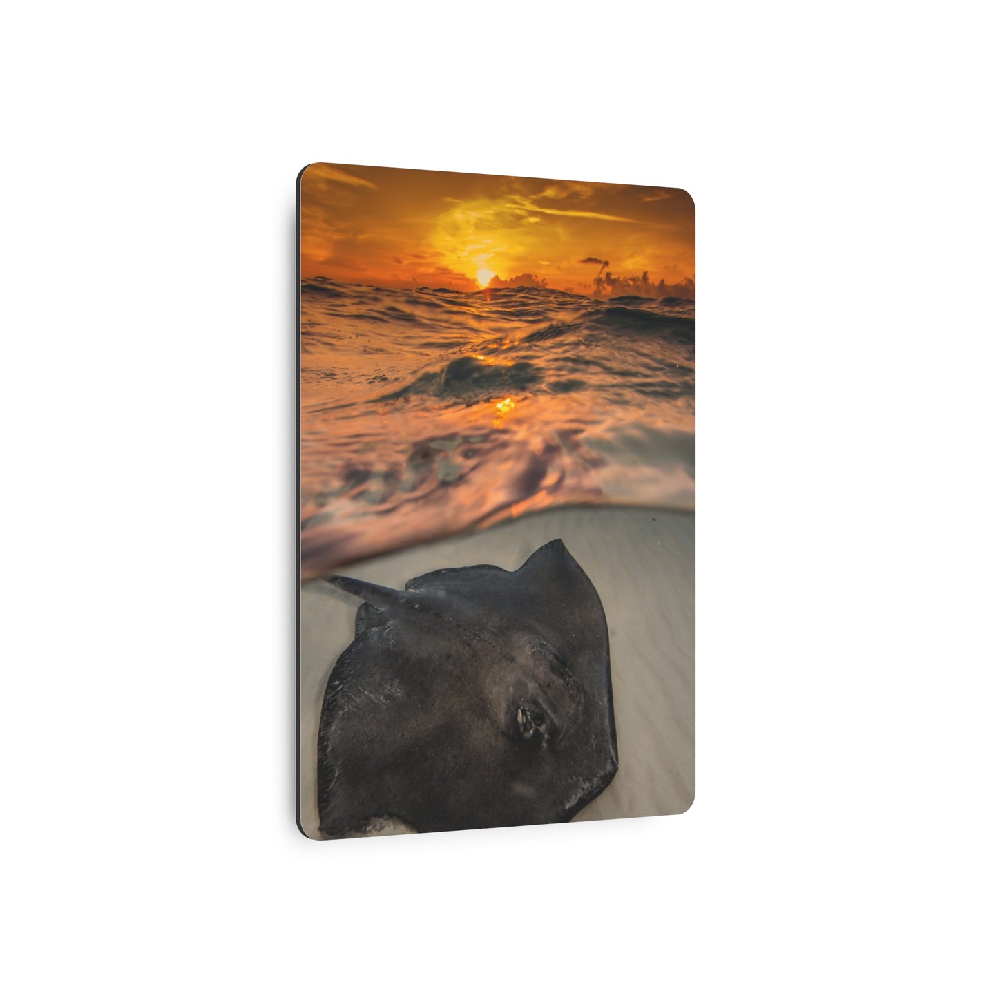 Metal Wall Art - Southern Atlantic Stingray At Sunrise - Grand Cayman