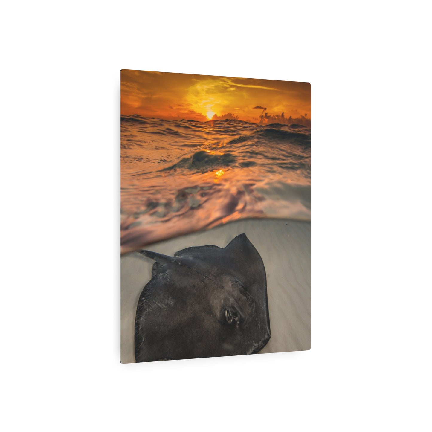 Metal Wall Art - Southern Atlantic Stingray At Sunrise - Grand Cayman