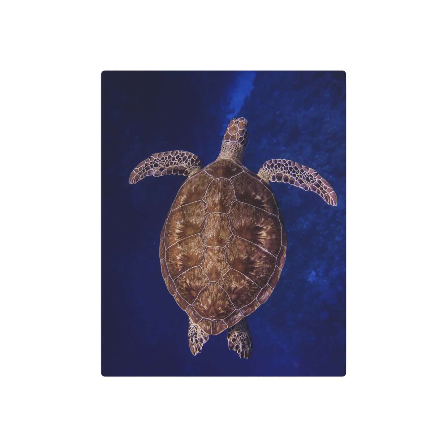 "Shiny Shell" Metal Print