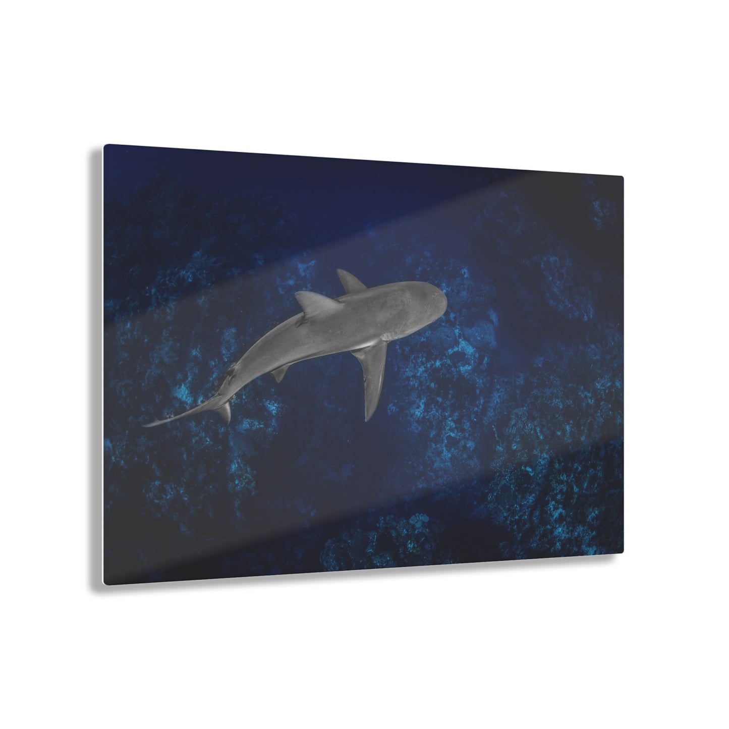 Acrylic Wall Art - Caribbean Reef Shark Cruises The Edge - Grand Cayman