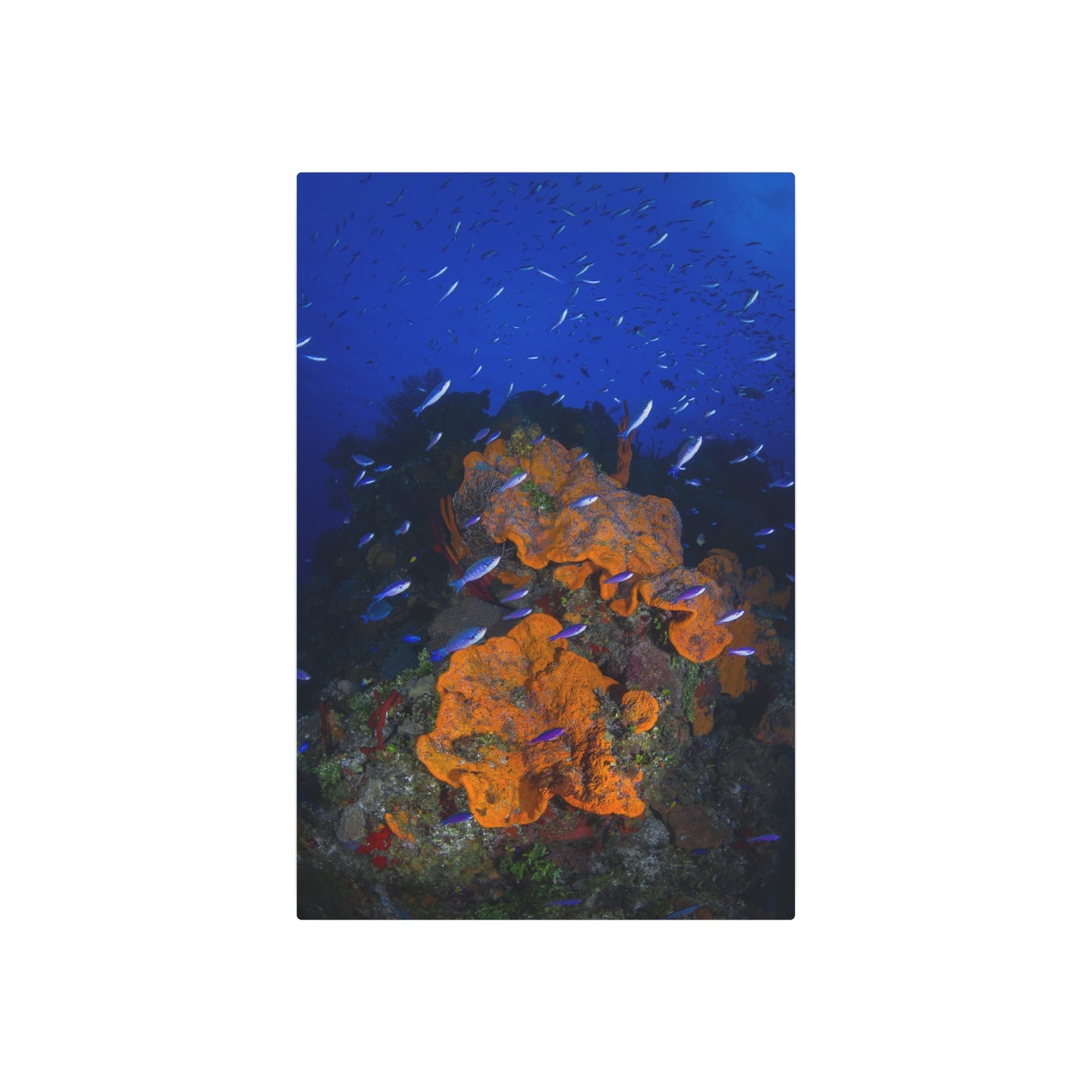"Colorful Coral" - Metal Print
