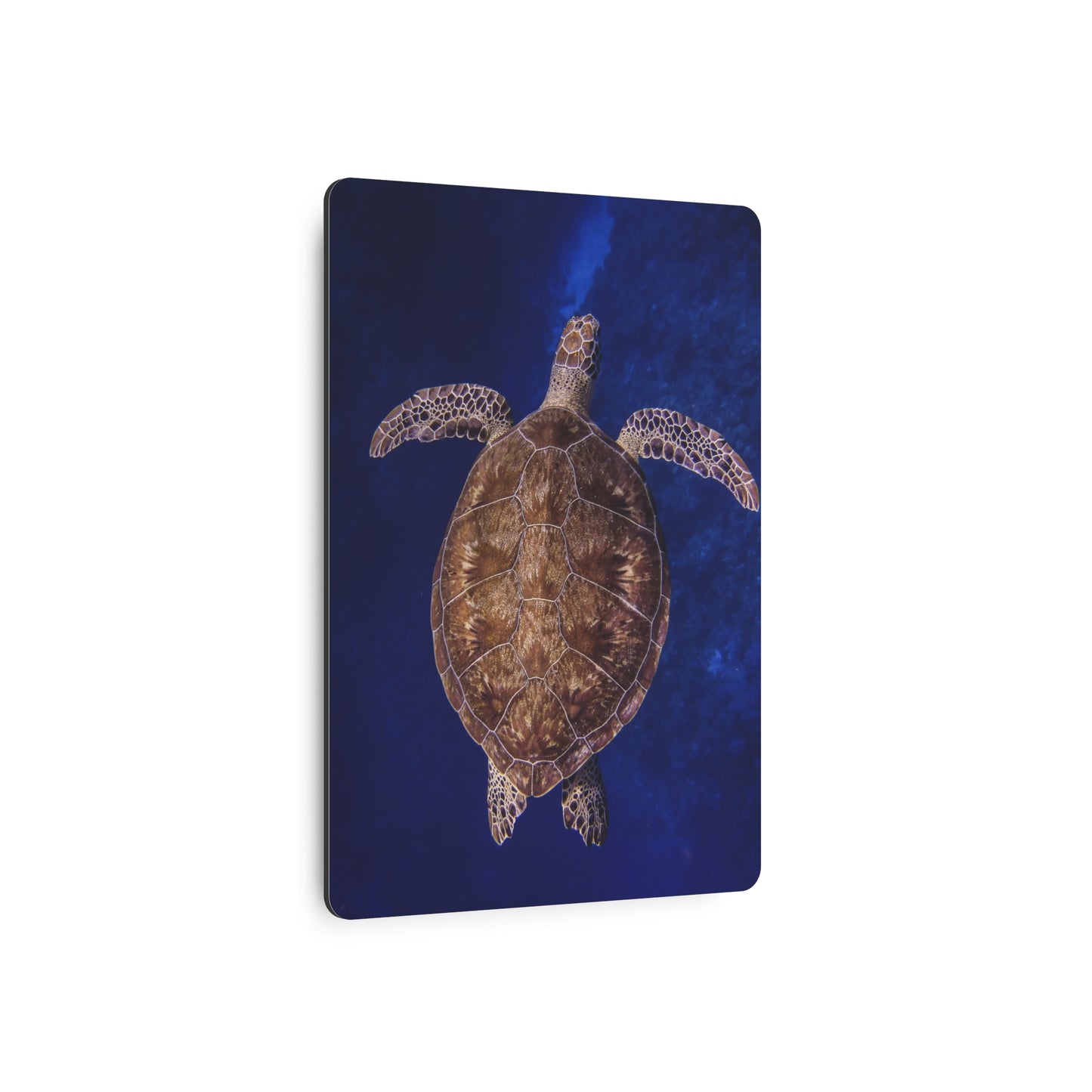 "Shiny Shell" Metal Print