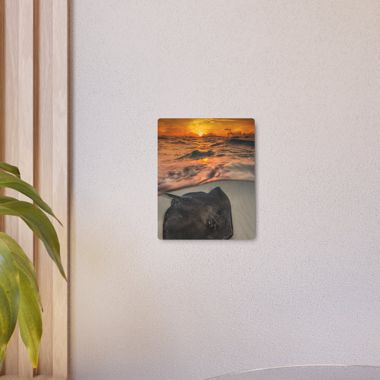 Metal Wall Art - Southern Atlantic Stingray At Sunrise - Grand Cayman